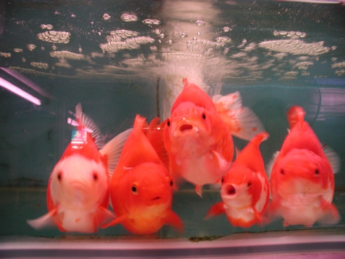 goldfish tank pictures. goldfish tank size.