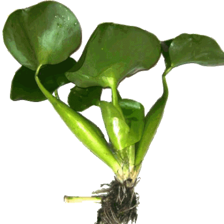 Water Hyacinth at arrival when ordered or bought from store. Buy in quantity for quicker blooming.