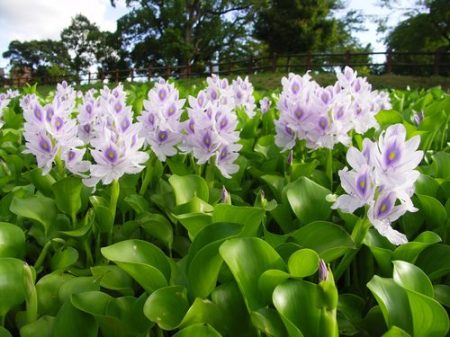 Water Hyacinth Farm